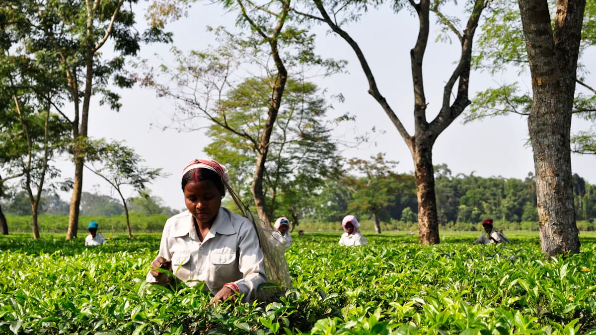 Baksa district in Assam — HRMS implementation by Kiework